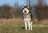 ALASKAN MALAMUTE 829